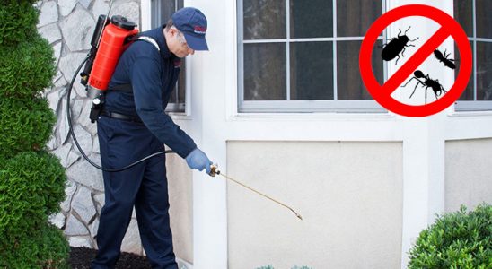 İstanbul Kemirgen İlaçlama böcek ilaçlama ve haşere kontrolü — ilaclama-tr.com